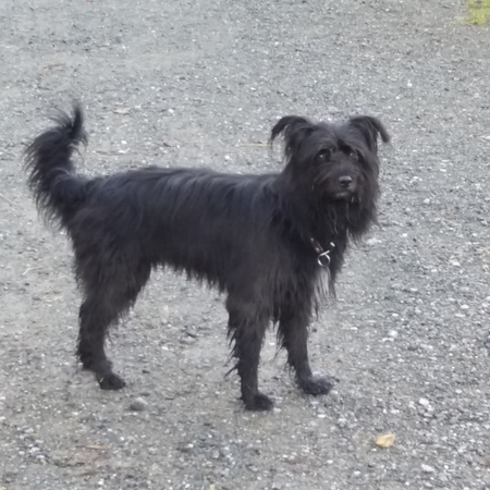 Hundetreffen 2016 im Allgäu (4)